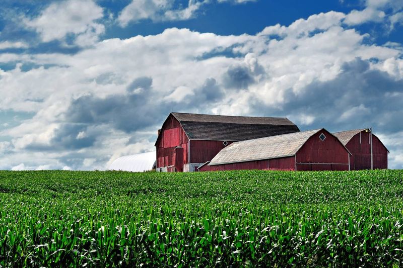 red barn on corn farm in Canada 