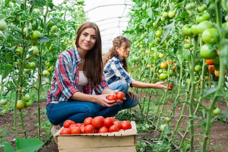 smiling woman farm worker holding tomatoes in greenhouse 